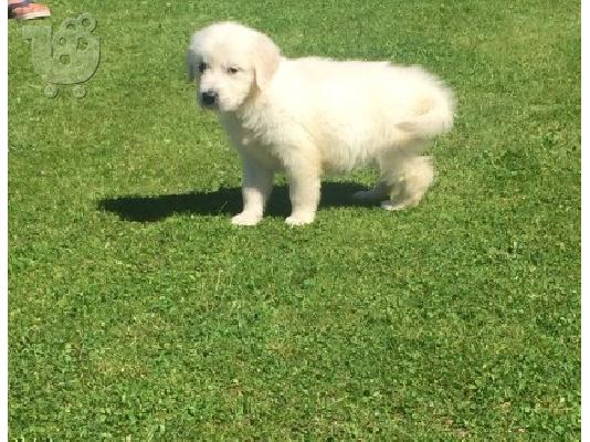 goldern retrivers